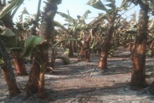 Banana Crop: ಸಮೃದ್ಧವಾಗಿ ಬೆಳೆದು ನಿಂತಿದ್ದ ಬಾಳೆ ಗಿಡಗಳು ಬೆಂಕಿಗೆ ಆಹುತಿ...!