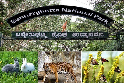 ಬನ್ನೇರುಘಟ್ಟ ಪಾರ್ಕ್​