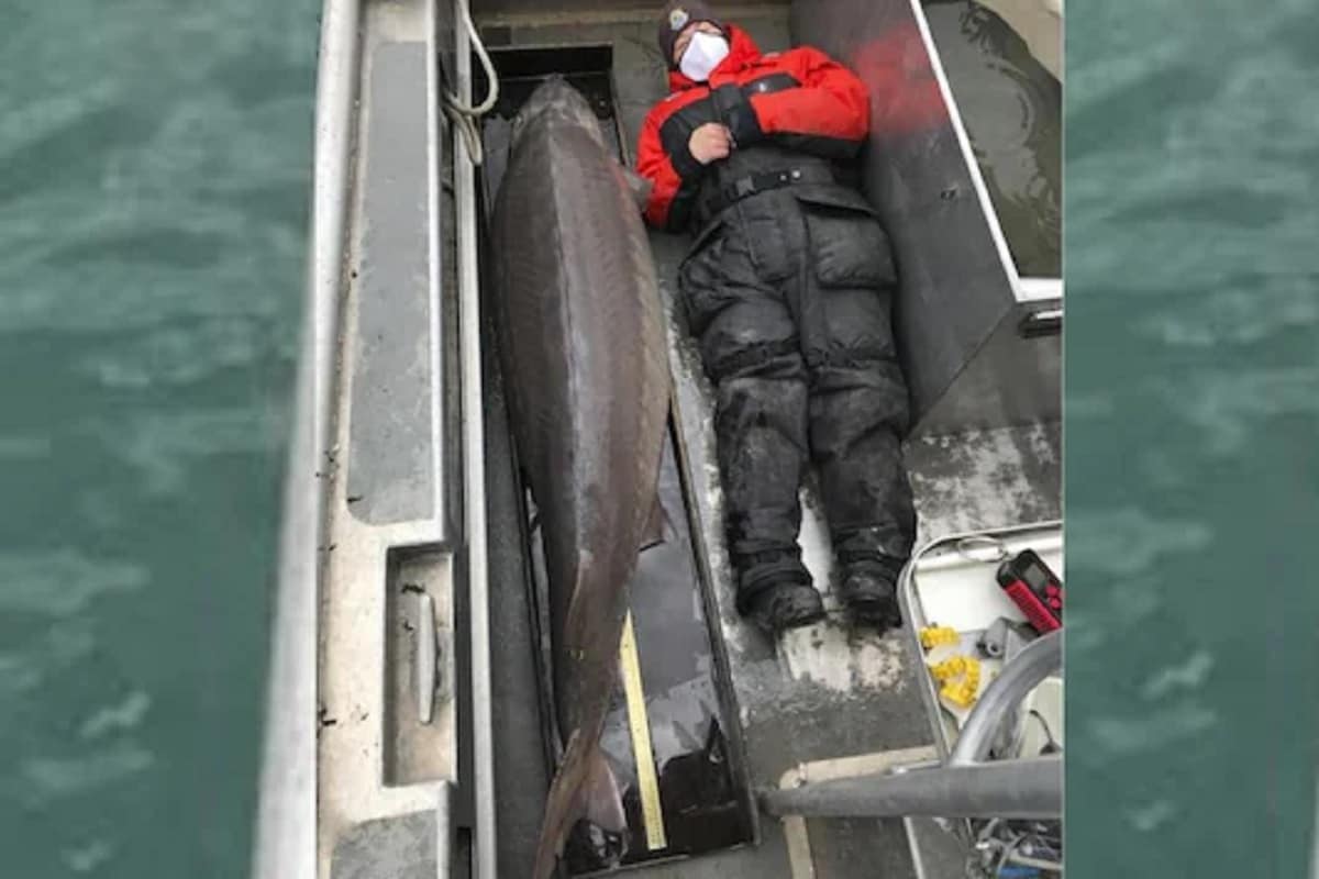 Shocking News: United States Fisherman Catches 100-Year-Old Fish in River Weighing Over 108 Kgs.