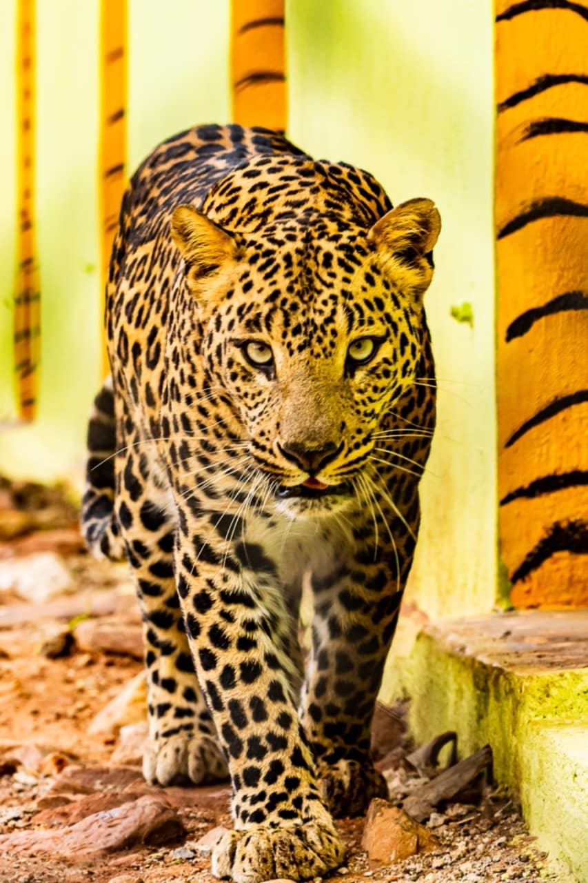 Belagavi Zoo, Darshan, Aravind Limbavali, Aravind Limbavali thanks to Darshan, darshan requests adopt animals, Many people adopt animals after darshan requests, ದರ್ಶನ್, ಅರವಿಂದ್ ಲಿಂಬಾವಳಿ, ದರ್ಶನ್ಗೆ ಧನ್ಯವಾದ ತಿಳಿಸಿದ ಅರವಿಂದ್ ಲಿಂಬಾವಳಿ, ಪ್ರಾಣಿ ದತ್ತು ಪಡೆದ ಅನೇಕರು, After Darshans request fans started donating and Belagavi Zoo also received funds from dboss fans ae