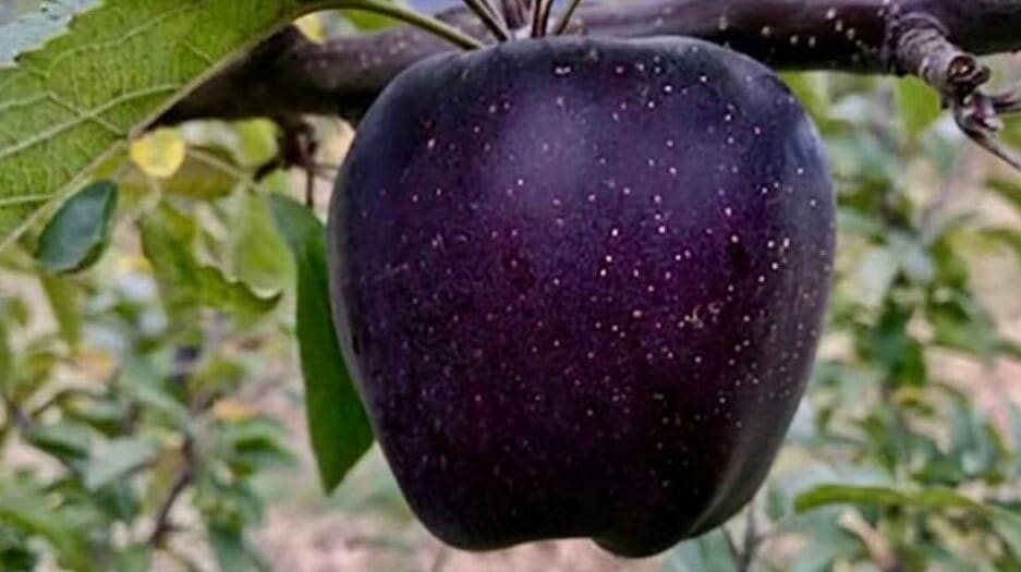 Apple, Black Apple, Tibet, Agriculture, Former, Apple, Black Apple, Agriculture, Tibet, Farmer, Blood Pressure, Black Apple