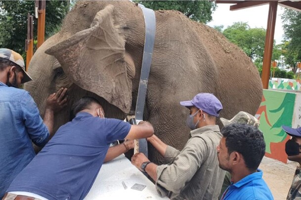 ಪರಿಸರ ಹೋರಾಟಗಾರರ ಒತ್ತಡಕ್ಕೆ ಮಣಿದ ರಾಜ್ಯ ಸರ್ಕಾರ: ಕೊನೆಗೂ ಕಾಡಿಗೆ ಮರಳಿದ ‘ಕುಶ’ ಆನೆ..!