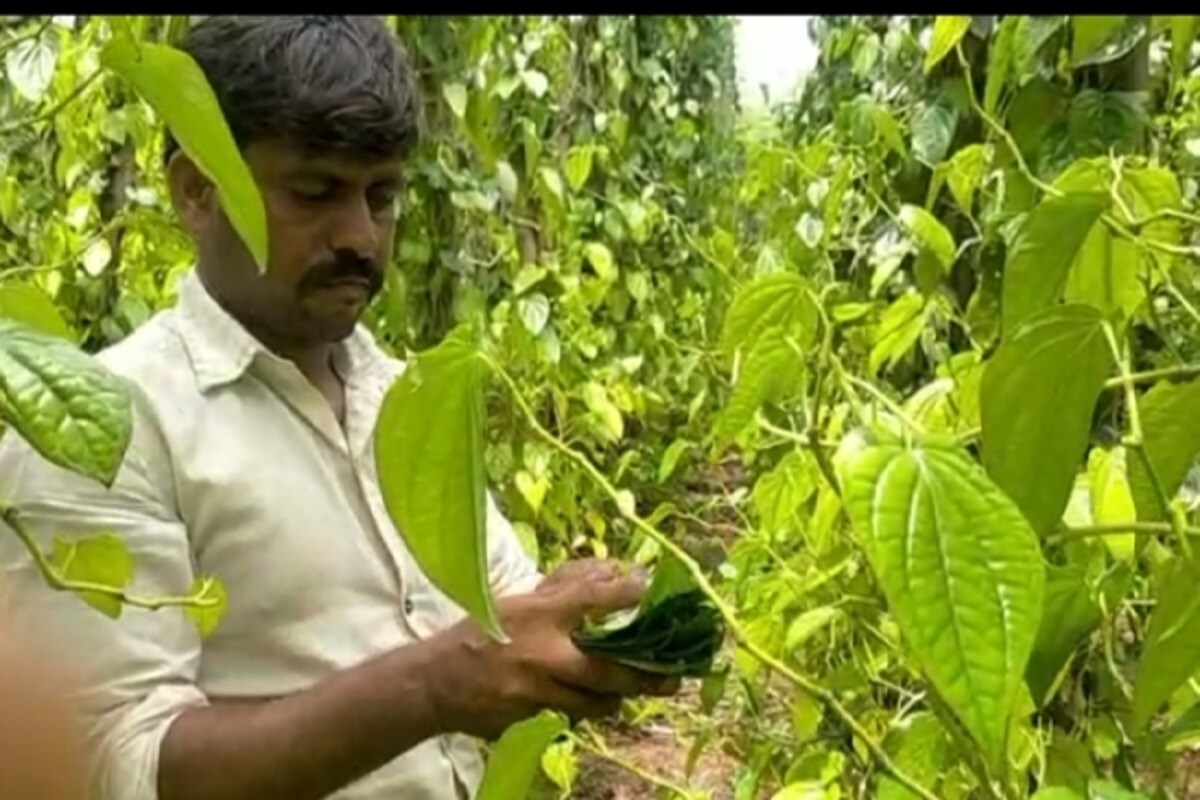 farmers-depending-on-betel-leaf-crop-incur-heavy-loss-export-to-pakist