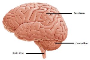 Sanchari Vijay suffers from brain stem death what is it why is it life threatening