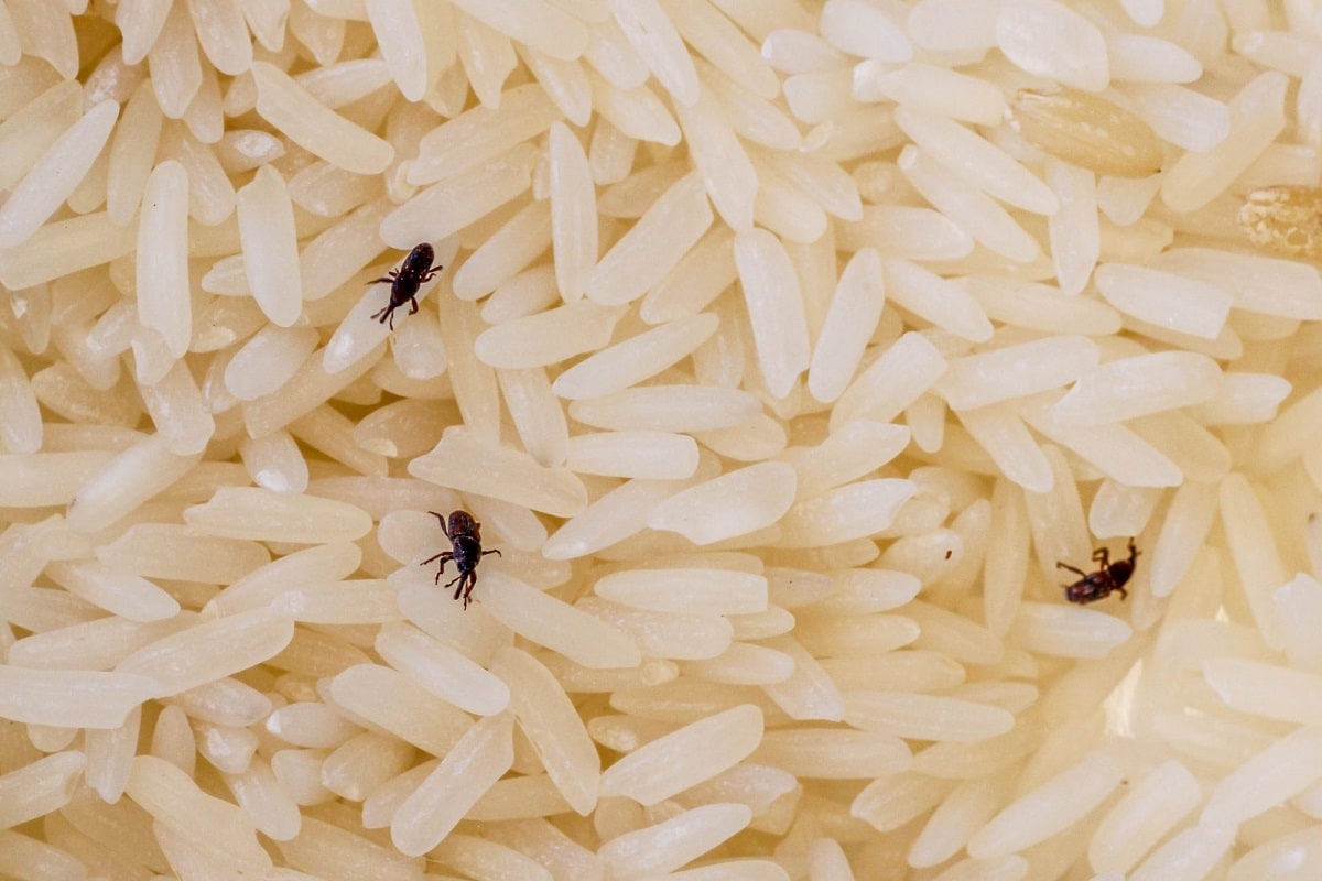 tiny bugs in rice        <h3 class=