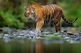 International Tiger Day 2021: ವಿಶ್ವಾದ್ಯಂತ ಇರುವ ಹುಲಿಗಳ ಸಂಖ್ಯೆ ಕೇವಲ 3900..!
