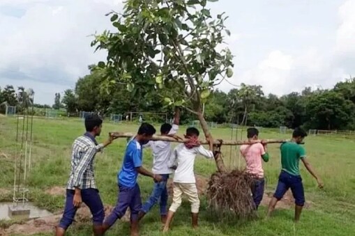 ಬೇರು ಸಹಿತ ಕಿತ್ತ ಮರವನ್ನ ಸಾಗಿಸುತ್ತಿರುವ ಜಾರ್ಖಂಡ್ ಯುವಕರು