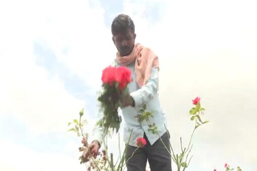 ಗುಲಾಬಿ ಕೃಷಿಯಲ್ಲಿ ನಿರತ ಶಿಕ್ಷಕ ಈರಪ್ಪ ಕಟಗಿ