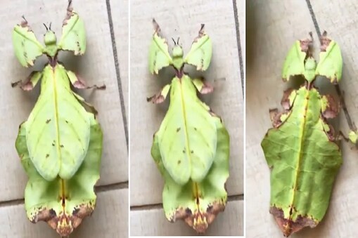 ಕೀಟ