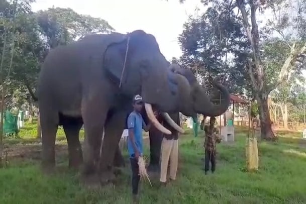 Dasara Elephant: ದಸರಾ ಪಟ್ಟದ ಆನೆ ವಿಕ್ರಮ ಸೇರಿ ದುಬಾರೆ ಸಾಕಾನೆ ಶಿಬಿರದ ಮೂರು ಆನೆಗಳು ತಯಾರಿ