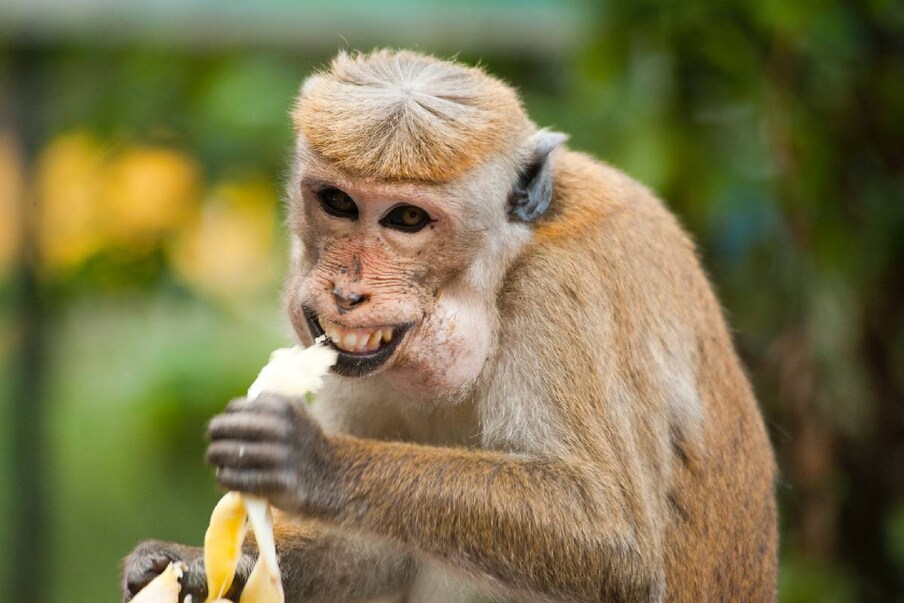  ಮಂಗ (Monkey): ಮಂಗಗಳನ್ನು ನೈಜಿರಿಯಾದ ಜನರು ಸೇವಿಸುತ್ತಾರೆ. ಇದು ಕೂಡ ಅವರ ಆಹಾರ ಪದ್ಧತಿಯಲ್ಲಿ ಒಂದು. ಭಾರತದಲ್ಲೂ ಮಂಗಗಳನ್ನು ಸೇವಿಸುವವರು ಇದ್ದಾರೆ.
