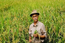 Saguna Rice Technique:ಬೇಸಾಯ ಮಾಡದೇ ಫಸಲು ನೀಡುತ್ತದೆ ಈ ಹೊಸ ತಂತ್ರ,ಮಹಾರಾಷ್ಟ್ರ ರೈತರ ಹೊಸ ವಿಧಾನ