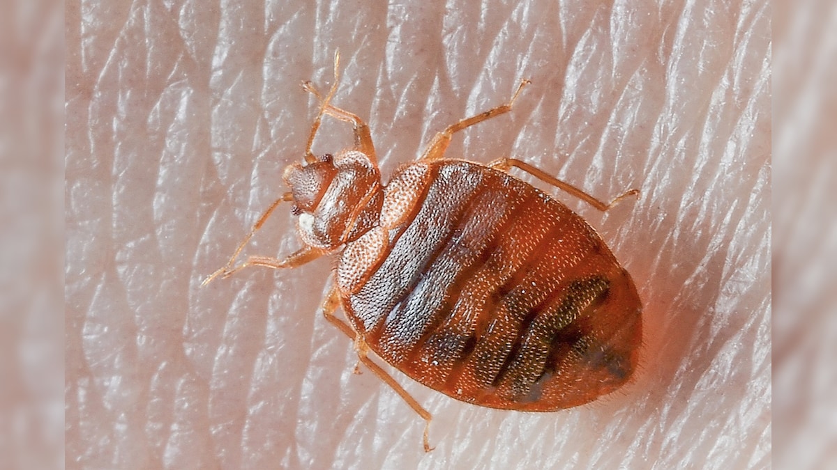 thinking to Get Rid of Bedbugs here is the methods Bed Bugs ರಕ್ತ