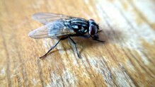 Housefly Problem: ಊರ ತುಂಬಾ ನೊಣಗಳ ಕಾಟ, ಊಟ ಮಾಡಲೂ ಕಷ್ಟ..ಮಕ್ಕಳನ್ನೆಲ್ಲಾ ಬೇರೆ ಊರಲ್ಲಿ ಬಿಟ್ಟಿದ್ದಾರೆ ಜನ