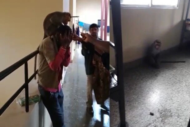 Monkey Revenge- ರೇಗಿಸಿದವನ ವಿರುದ್ಧ ರೊಚ್ಚಿಗೆದ್ದ ಮಂಗ; ಆಟೋಚಾಲಕನಿಗೆ ಮರೆಯಲಾಗದ ಪಾಠ