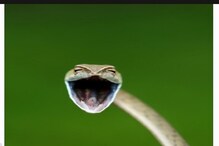 The Comedy Wildlife Photo Awards : ನಗುತ್ತಿರುವ ಹಾವು, ಮುದ್ದಾಗಿ ಆಟವಾಡುತ್ತಿರುವ ಅಳಿಲು .. The Comedy Wildlife Photo Awards : ನಗುತ್ತಿರುವ ಹಾವು, ಮುದ್ದಾಗಿ ಆಟವಾಡುತ್ತಿರುವ ಅಳಿಲು ..
