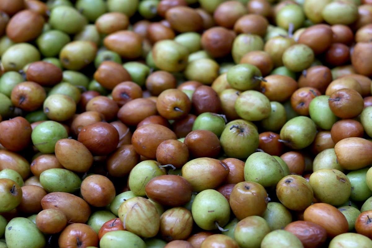 Here Is The Health Benefits Of Jujube Fruits Jujube Fruits ಬರದಲ ಲ ಸ ಗ ವ ಬ ರ ಹಣ ಣ ನ ಪ ರಯ ಜನಗಳ ಬಹಳಷ ಟ News18 Kannada