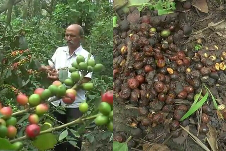  ಕಳೆದೊಂದು ತಿಂಗಳಿಂದ ನಿರಂತರವಾಗಿ ಸುರಿಯುತ್ತಿರುವ ಮಳೆಗೆ ಕಾಫಿ ಬೆಳೆ ಹೇಳ ಹೆಸರಿಲ್ಲದಂತಾಗಿದೆ. ಮಳೆ ಜೊತೆ ಬೀಸ್ತಿರೋ ರಣ ಗಾಳಿ ಕಾಫಿಯನ್ನ ಗಿಡದಿಂದ ಸಂಪೂರ್ಣ ನೆಲಕ್ಕುದುರಿಸಿದೆ. ಕಾಫಿ ಉಳಿದ್ರೆ ಬದುಕು ಉಳಿದಂತೆ ಎಂದು ಭಾವಿಸಿದ್ದ ಬೆಳೆಗಾರರಿಗೆ ಈ ಬಾರಿಯೂ ವರುಣದೇವ ಅನಾಹುತ ತಂದೊಡ್ಡಿ ಮತ್ತೆ ಚಿಂತಿಸುವಂತಾಗಿದೆ.