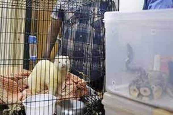 Foreign wildlife: ಬೆಂಗಳೂರಿನಲ್ಲಿ ವಿದೇಶಿ ವನ್ಯಜೀವಿಗಳ ಮಾರಾಟ: ಅಸಹಾಯಕರಾದ ಅರಣ್ಯ ಇಲಾಖೆ