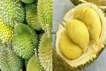 Durian Fruit: ಹಣ್ಣಿನ ಸಿಪ್ಪೆಯಿಂದ ಬ್ಯಾಂಡೇಜ್, ಗಾಯ ಬೇಗ ಗುಣವಾಗುತ್ತಂತೆ! Durian Fruit: ಹಣ್ಣಿನ ಸಿಪ್ಪೆಯಿಂದ ಬ್ಯಾಂಡೇಜ್, ಗಾಯ ಬೇಗ ಗುಣವಾಗುತ್ತಂತೆ!