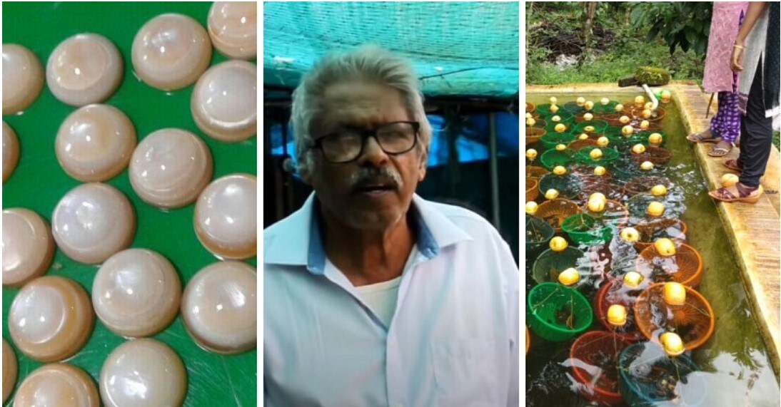 Farmer grows pearls in bucket and earns in lakhs exports to various countries know how to do it easily