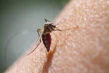 Dengue Fever: ಉತ್ತರ ಪ್ರದೇಶದಲ್ಲಿ ಹೆಚ್ಚಿದ ಡೆಂಘೀ ಪ್ರಕರಣ! ಹೈ ಅಲರ್ಟ್