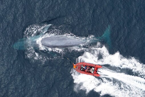 ನೀಲಿ ತಿಮಿಂಗಿಲ / Blue Whales