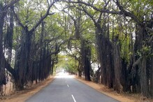 Save Trees: ದೀಪದ ಮೂಲಕ 1100 ಆಲದ ಮರಗಳ ರಕ್ಷಣೆ, ವಿಭಿನ್ನ ಪ್ರಯತ್ನಕ್ಕೆ ಭಾರೀ ಬೆಂಬಲ