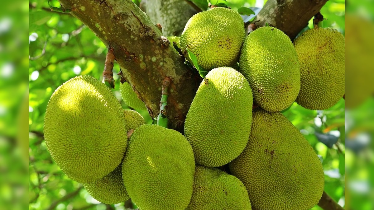 ಸುಮಾರು 250 ವರ್ಷ ಹಳೆಯ ಹಲಸಿನ ಮರಕ್ಕೆ ‘ಪರಂಪರೆ ಮರ’ ಸ್ಥಾನಮಾನ ಕೊಡಿಸಲು ರಾಜ್ಯದ