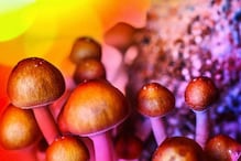 ಆತಂಕದ ವಿರುದ್ಧದ ಚಿಕಿತ್ಸೆಗಾಗಿ Magic Mushroomಗಳನ್ನು ಅಧ್ಯಯನ ಮಾಡುತ್ತಿರುವ ಆಸ್ಟ್ರೇಲಿಯದ ಸಂಶೋಧಕರು