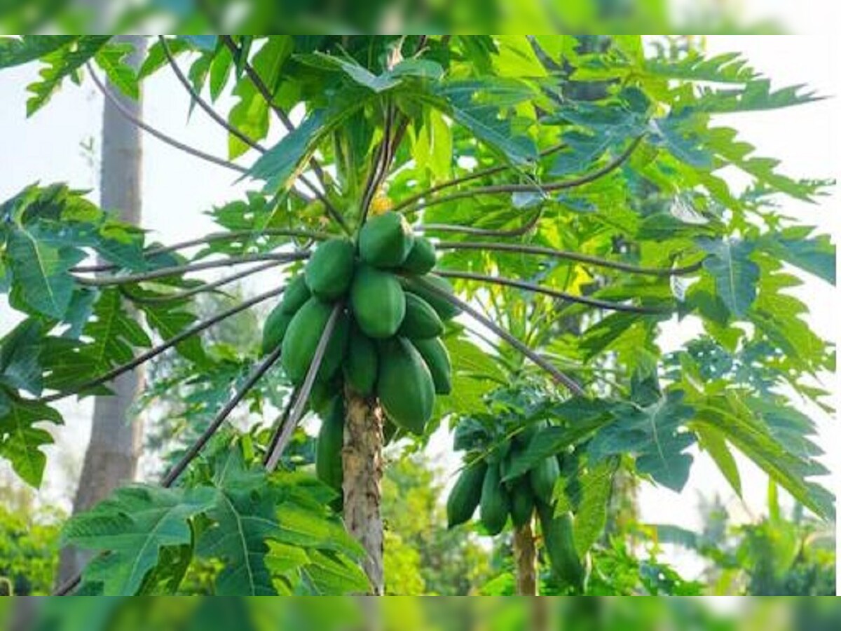 Papaya Dispute ಬ ಡ ಎ ದರ ಪಪ ಪ ಯ ಕ ಳಲ ಮ ದ ದ ಅತ ತ ಚ ಕ ವ ನ ದ ಇರ ದ ಸ ಸ Papaya Dispute ಬ ಡ ಎ ದರ ಪಪ ಪ ಯ ಕ ಳಲ ಮ ದ ದ ಅತ ತ ಚ ಕ ವ ನ ದ ಇರ ದ ಸ ಸ