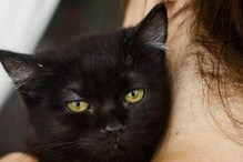 Woman breastfeeds cat: ವಿಮಾನದಲ್ಲಿ ಬೆಕ್ಕಿಗೆ ಎದೆ ಹಾಲುಣಿಸಿದ ಮಹಿಳೆ..!