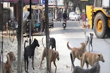 Stray Dogs: 100ಕ್ಕೂ ಹೆಚ್ಚು ಬೀದಿನಾಯಿಗಳನ್ನು ಕೊಂದು ಬಾವಿಗೆಸೆದರು