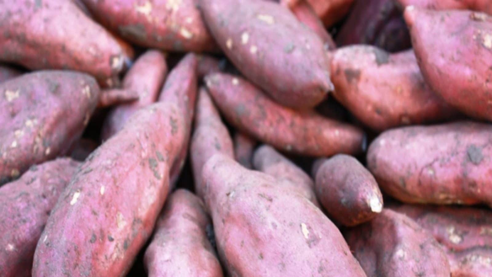 Health Benefits of Sweet Potatoes Sweet Potatoes ಸಿಹಿ ಗೆಣಸಿನಲ್ಲಿ