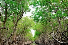 Holiday Plan: ಕರ್ನಾಟಕದೊಳಗೆ kayaking ಮಾಡೋಕೆ ಈ Mangroves ಬೆಸ್ಟ್ ಸ್ಥಳ, ಹೋಗೋದು ಹೇಗೆ?