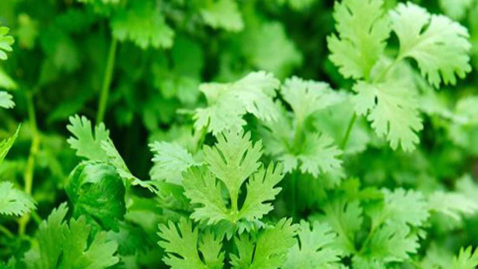 Brilliant Hack To Remove Coriander Leaves From Stem Gets 147 Million Views Viral Video