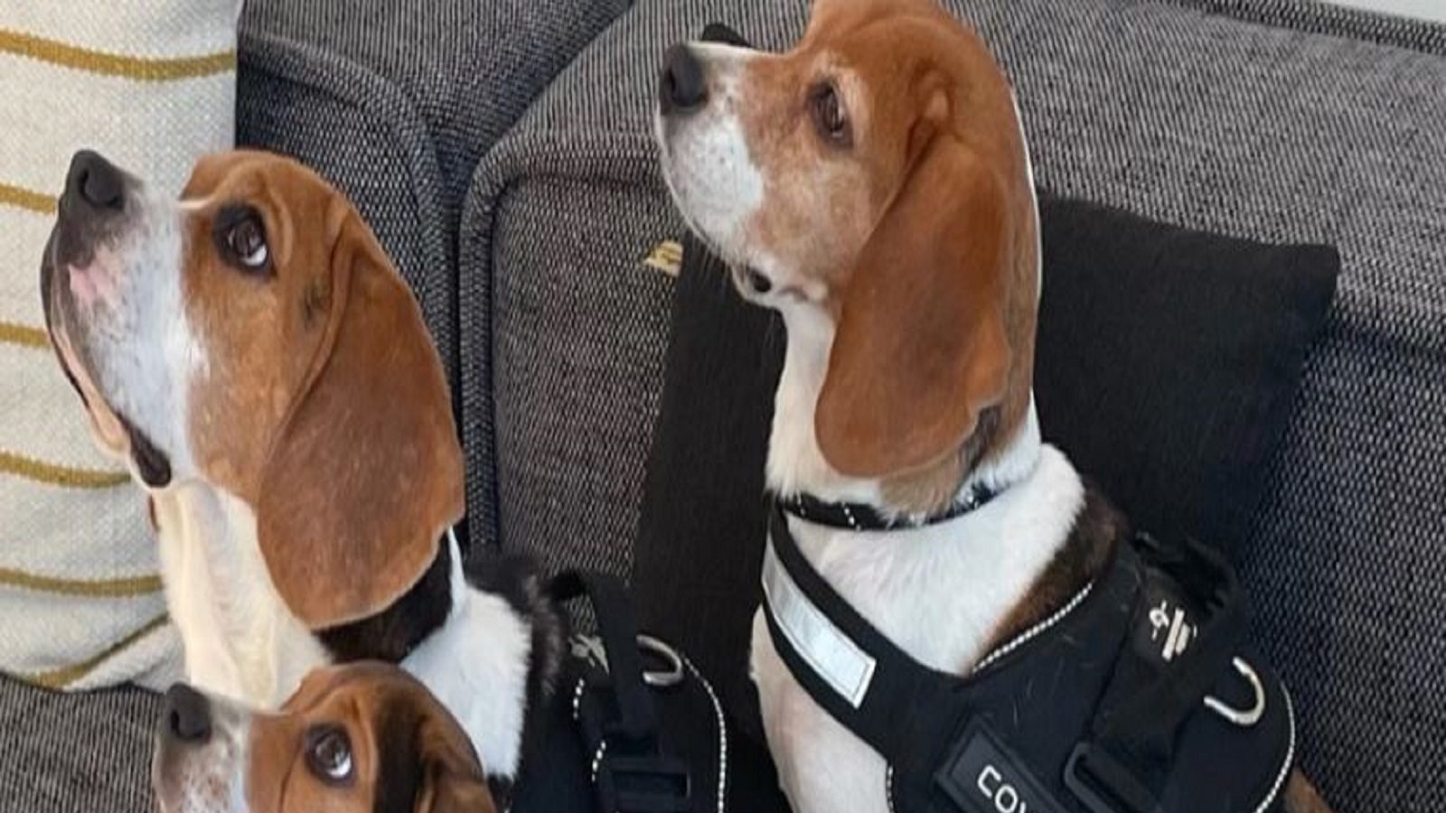 Covid19 ಕೊರೋನಾ ಸೋಂಕು ಪತ್ತೆ ಹಚ್ಚಲು ಅಮೆರಿಕಾದಲ್ಲಿ ಶ್ವಾನಗಳ ಬಳಕೆsniffing dogs are being deployed in