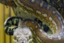 Snake Video: ಪ್ರೀತಿಯೋ, ಜಗಳವೋ! ಸುರುಳಿ ಸುತ್ತಿಕೊಂಡ ಹಾವುಗಳ ವಿಡಿಯೋ ವೈರಲ್