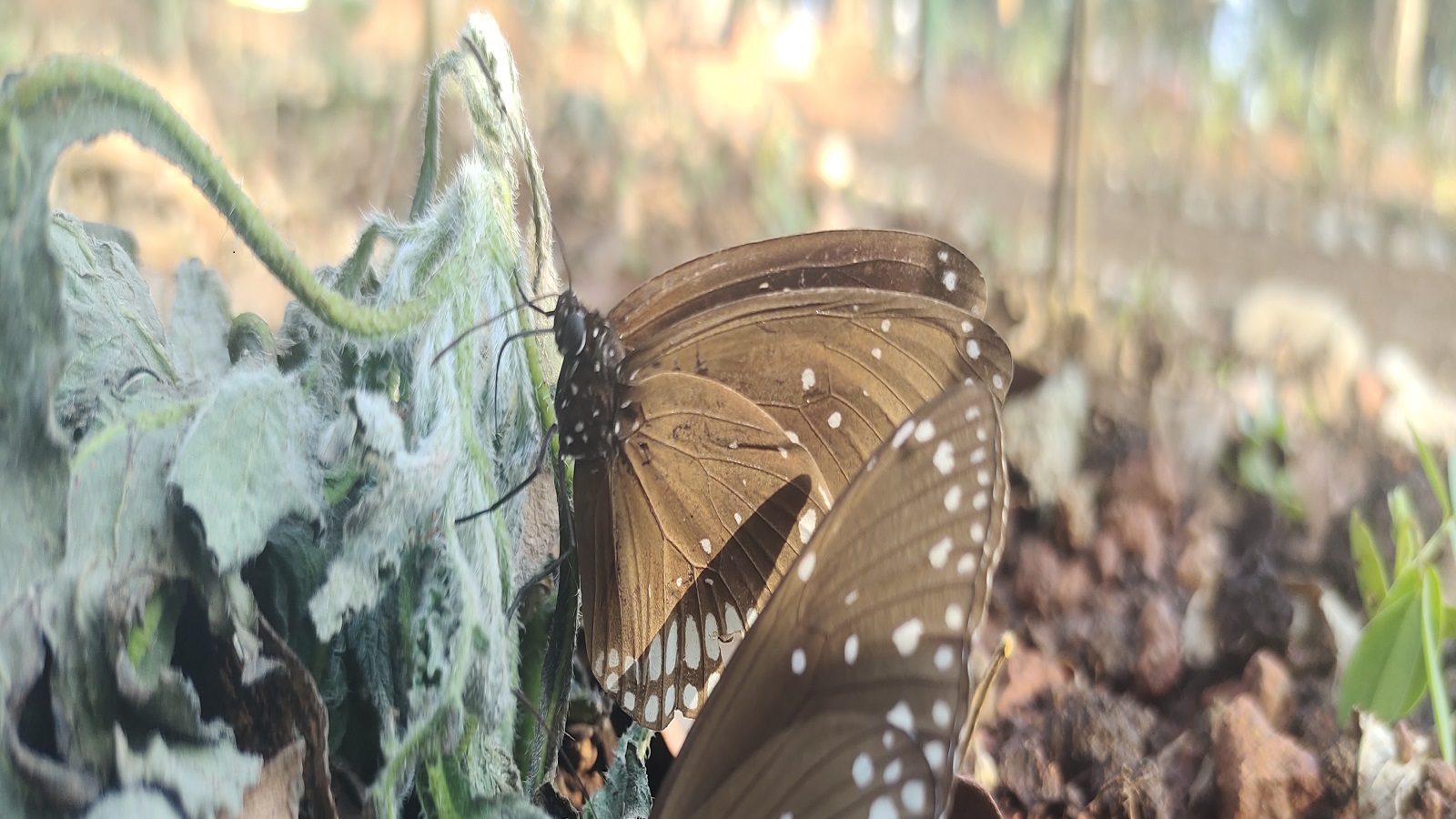 Butterfly park is a popular tourist attraction of karwar Karwar