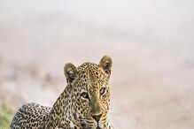 Leopard dies: ಪಂಜರದಲ್ಲಿಯೇ ಪ್ರಾಣ ಬಿಟ್ಟ ಹೆಣ್ಣು ಚಿರತೆ: ಕಾರಣವೇನು ಗೊತ್ತಾ..?