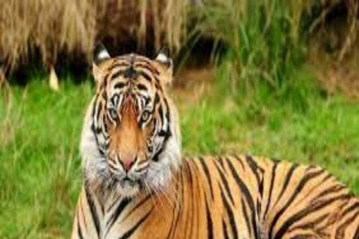  Tiger