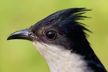 Jacobin Cuckoo: ಪ್ರತಿ ವರ್ಷ ಮಳೆ ನೀರಿಗಾಗಿ ಕಾದು ದಾಹ ತೀರಿಸಿಕೊಳ್ಳುತ್ತದೆ ಈ ಪಕ್ಷಿ! ಬೇರೆ ಯಾವ ನೀರನ್ Jacobin Cuckoo: ಪ್ರತಿ ವರ್ಷ ಮಳೆ ನೀರಿಗಾಗಿ ಕಾದು ದಾಹ ತೀರಿಸಿಕೊಳ್ಳುತ್ತದೆ ಈ ಪಕ್ಷಿ! ಬೇರೆ ಯಾವ ನೀರನ್