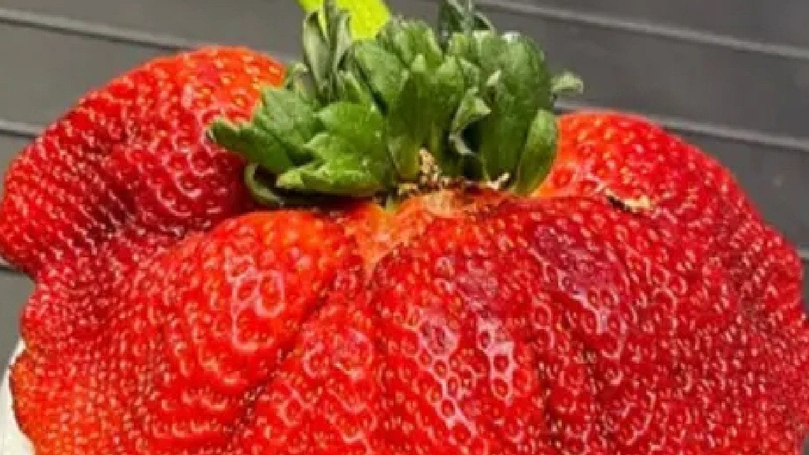 Worlds heaviest strawberry grown in Israel breaks record Biggest