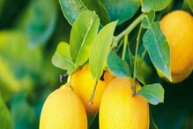 Lemon Benefits: ನಿಂಬೆ ಹಣ್ಣಿನಿಂದ ಸಿಗುತ್ತೆ ಇಷ್ಟೊಂದು ಲಾಭ, ಬಳಸಿ ಆರೋಗ್ಯ ವೃದ್ದಿಸಿಕೊಳ್ಳಿ