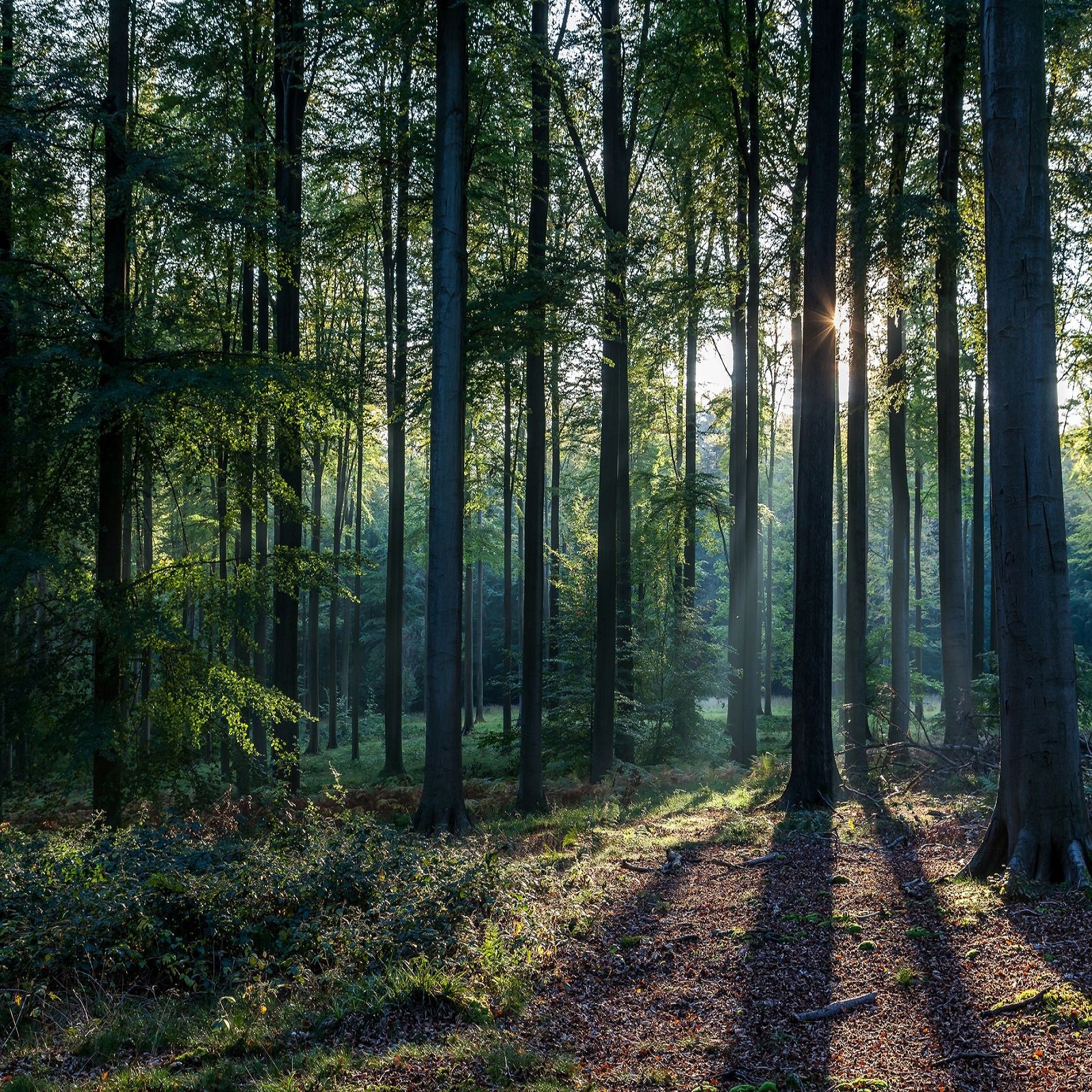 forest protection essay in kannada