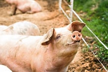 Pigs: ಇನ್ಮೇಲೆ ಹಂದಿಗಳ ಭಾವನೆಯನ್ನೂ ತಿಳಿಯಬಹುದಂತೆ! ಇದು ಸಂಶೋಧಕರಿಂದ ಹೊರಬಿದ್ದ ಸಂಗತಿ