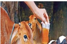 ಜಾನುವಾರು ಕೃಷಿಕರಿಗೆ ಸಿಹಿ ಸುದ್ದಿ: ಸಗಣಿ, ಗೋಮೂತ್ರಕ್ಕೂ ರೇಟ್ ಫಿಕ್ಸ್!? ಜಾನುವಾರು ಕೃಷಿಕರಿಗೆ ಸಿಹಿ ಸುದ್ದಿ: ಸಗಣಿ, ಗೋಮೂತ್ರಕ್ಕೂ ರೇಟ್ ಫಿಕ್ಸ್!?