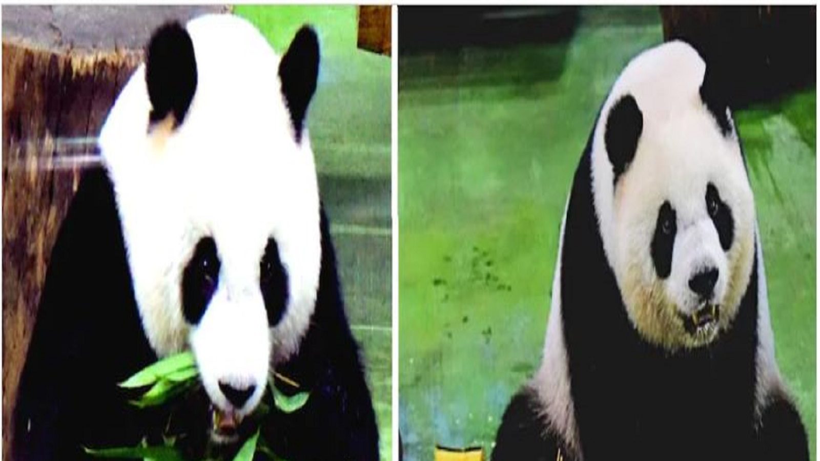 Pandas like humans are trying to lose weight Workout and Diet