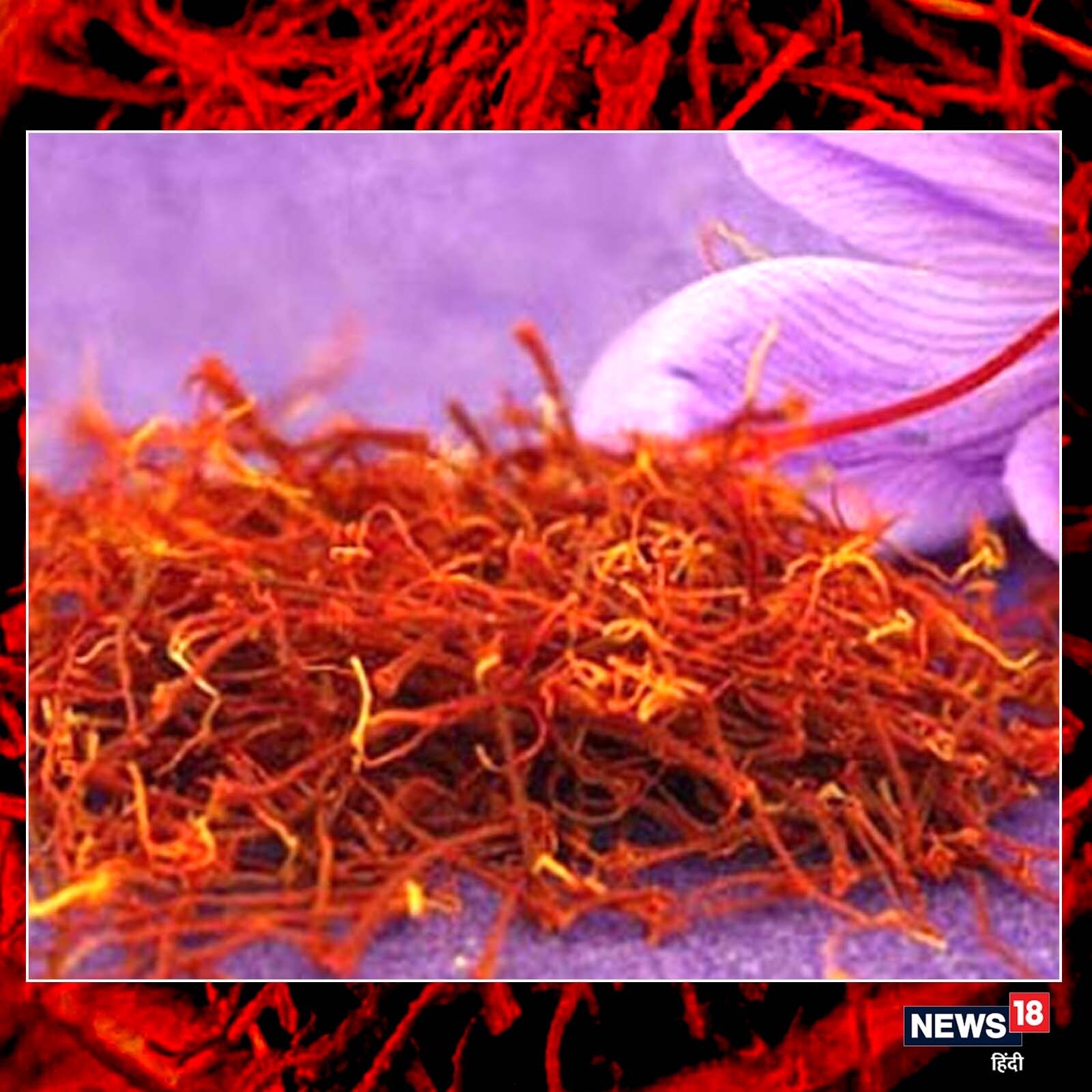 Saffron ಕೇಸರಿ ಏಕೆ ಅಷ್ಟು ದುಬಾರಿ ಗೊತ್ತಾ? ಇದರ ಹಿಂದಿನ ಇತಿಹಾಸ, ಮಹತ್ವ