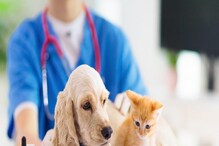 Pet Care: ಸಾಕುಪ್ರಾಣಿಗಳ ಆರೋಗ್ಯಕ್ಕೆ ಆಯುರ್ವೇದ ಟಿಪ್ಸ್ Pet Care: ಸಾಕುಪ್ರಾಣಿಗಳ ಆರೋಗ್ಯಕ್ಕೆ ಆಯುರ್ವೇದ ಟಿಪ್ಸ್